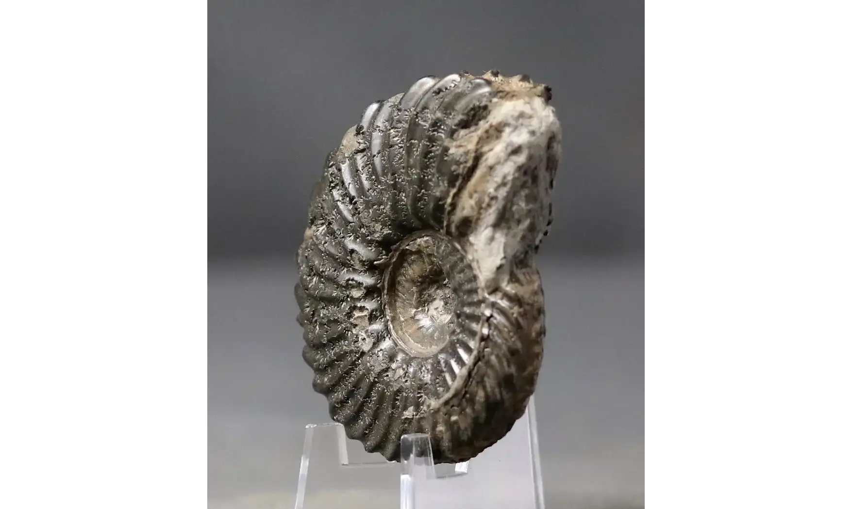 Hoplites dentatus