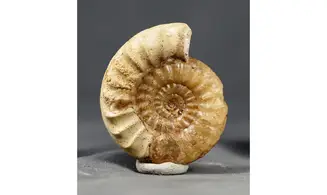 Acanthopleuroceras maugenesti