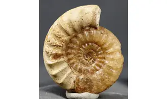 Acanthopleuroceras maugenesti