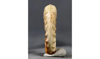 Acanthopleuroceras maugenesti
