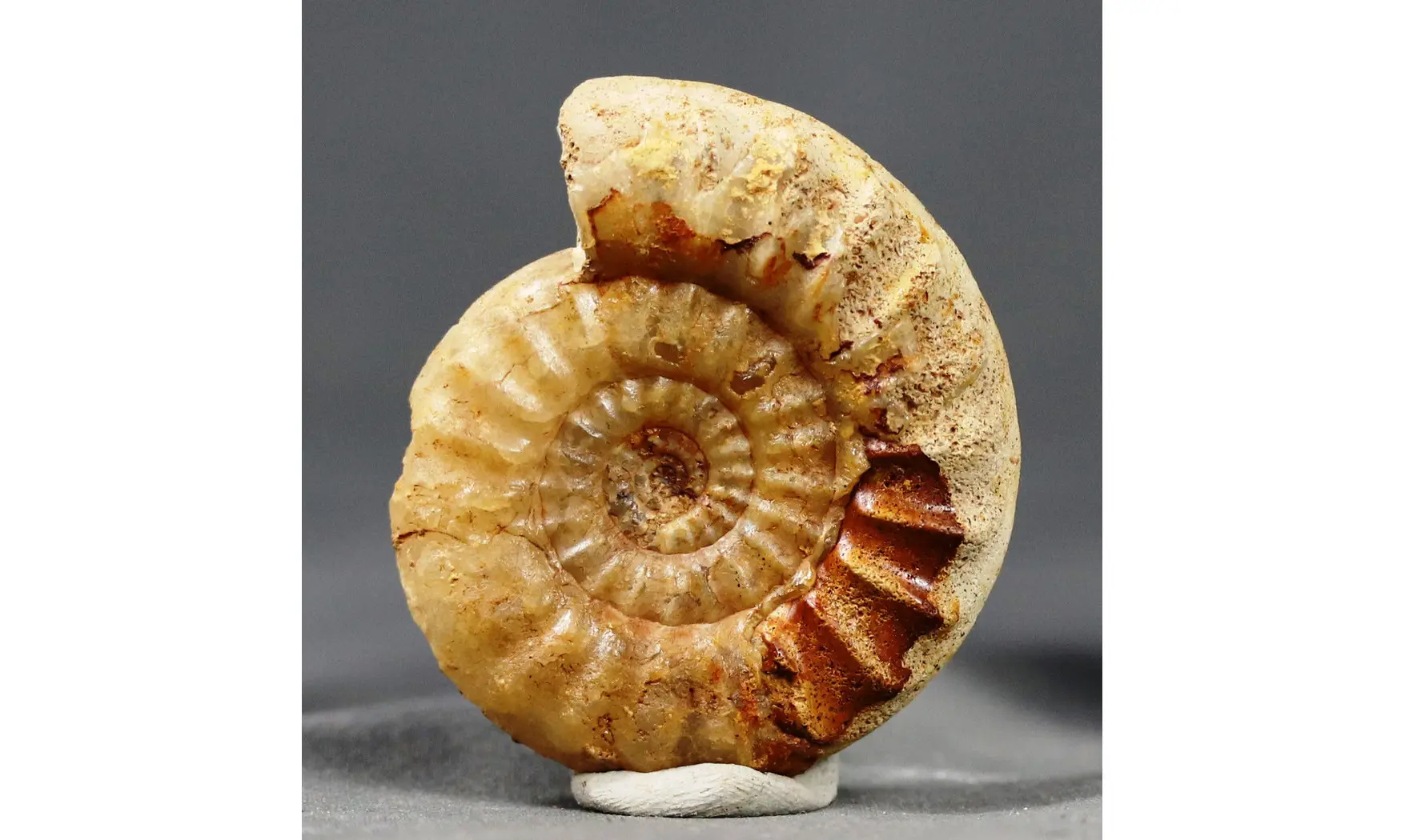 Acanthopleuroceras maugenesti
