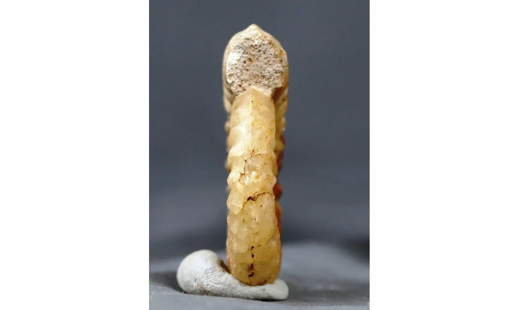 Acanthopleuroceras maugenesti