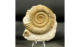 Dactylioceras commune