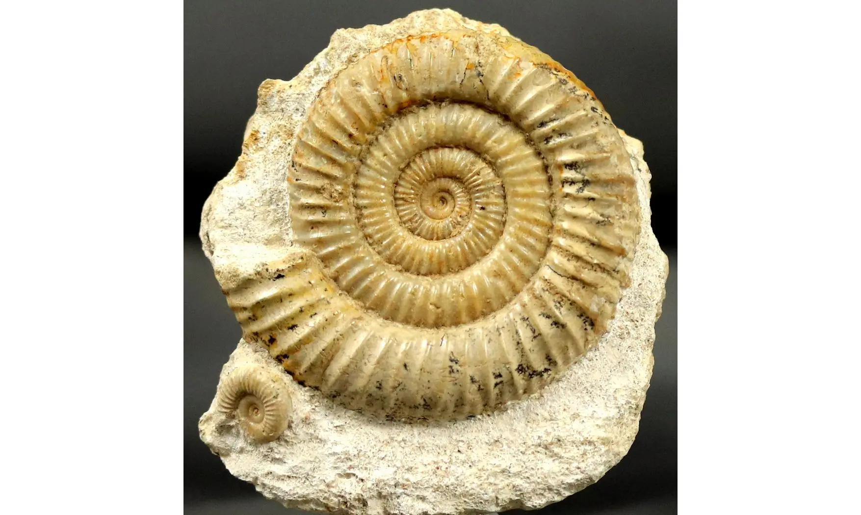 Dactylioceras commune