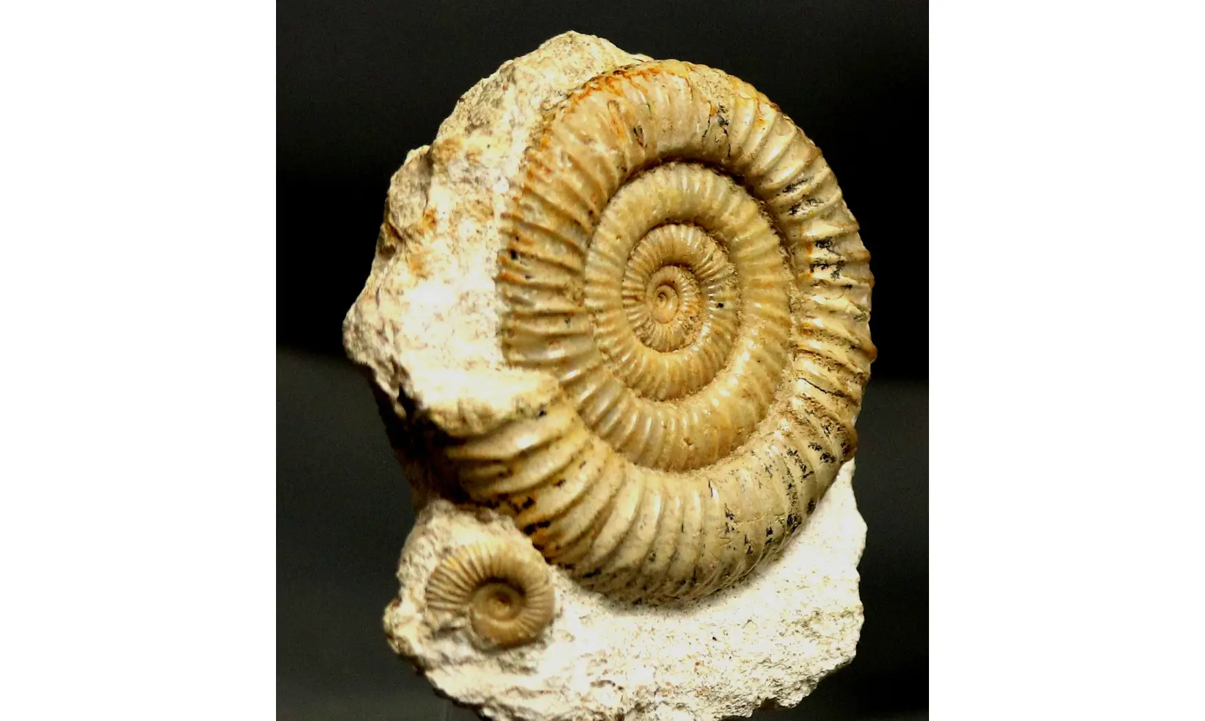 Dactylioceras commune