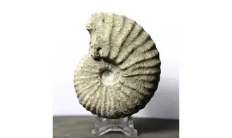Mantelliceras mantelli