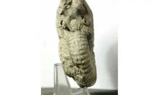 Mantelliceras mantelli