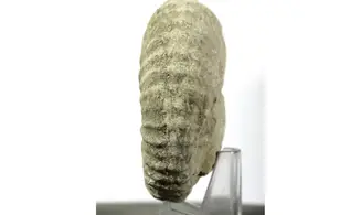 Mantelliceras mantelli