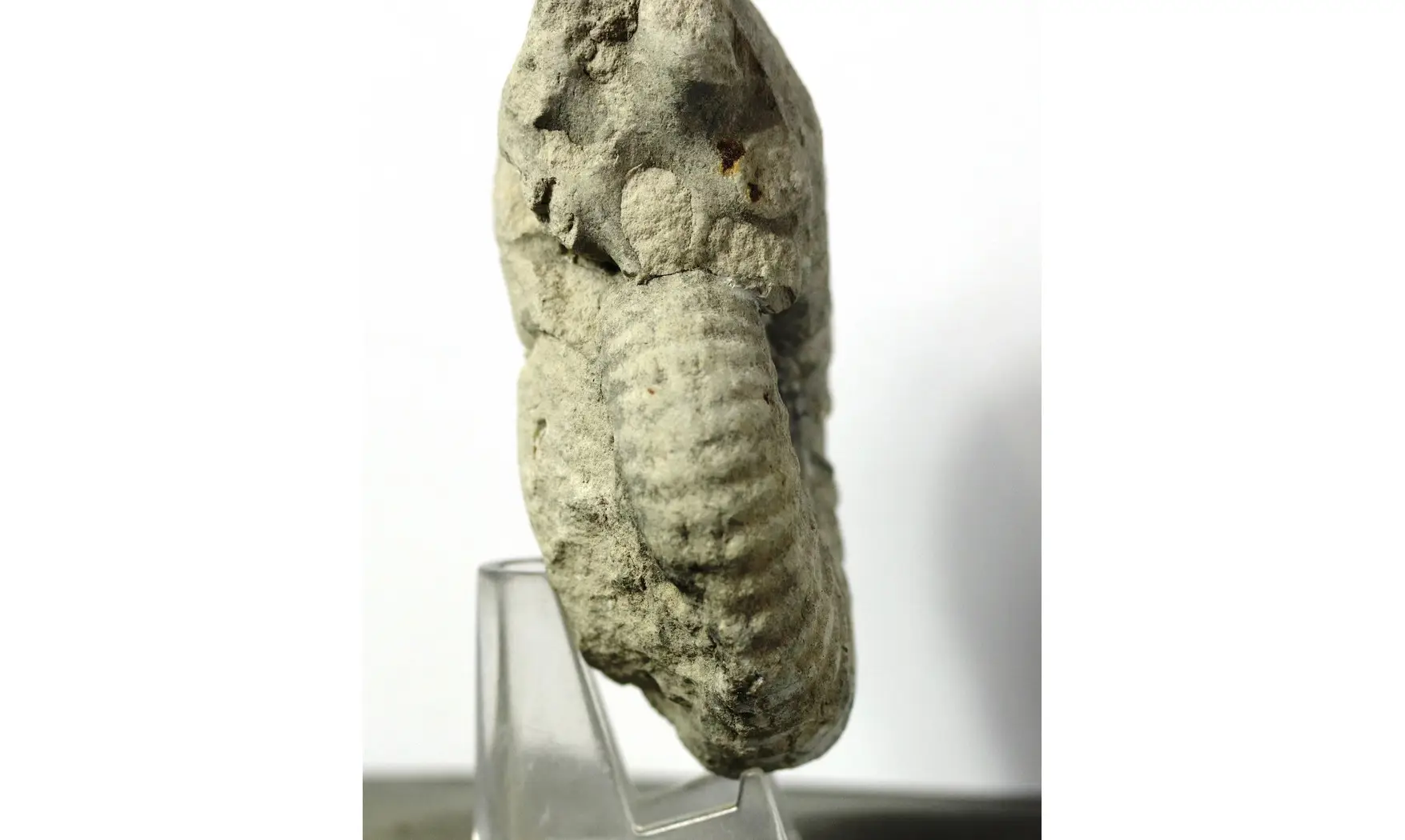 Mantelliceras mantelli