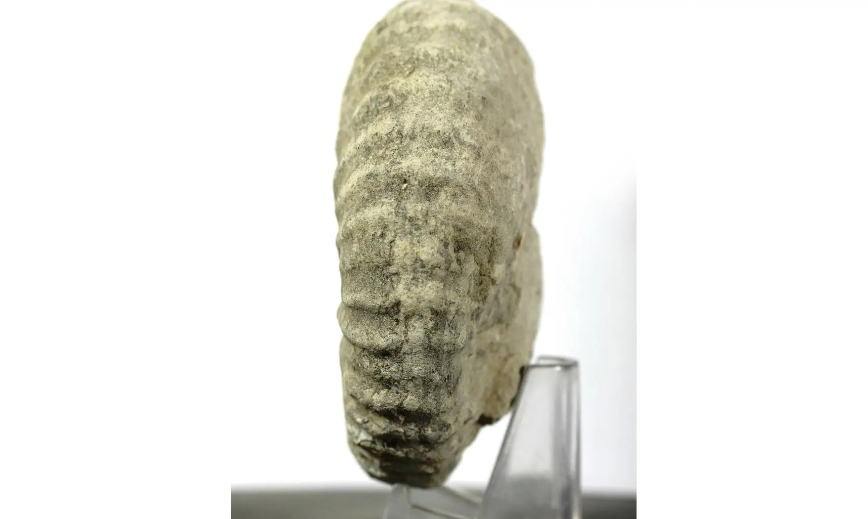 Mantelliceras mantelli