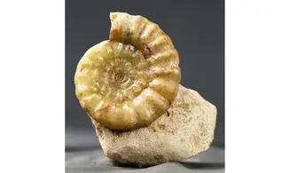 Acanthopleuroceras maugenesti