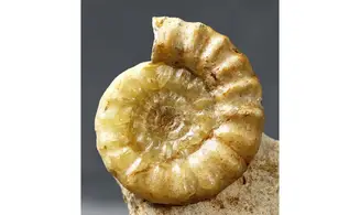 Acanthopleuroceras maugenesti