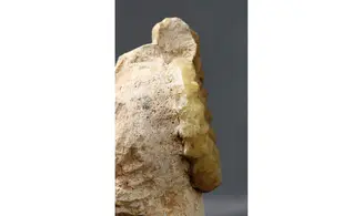 Acanthopleuroceras maugenesti