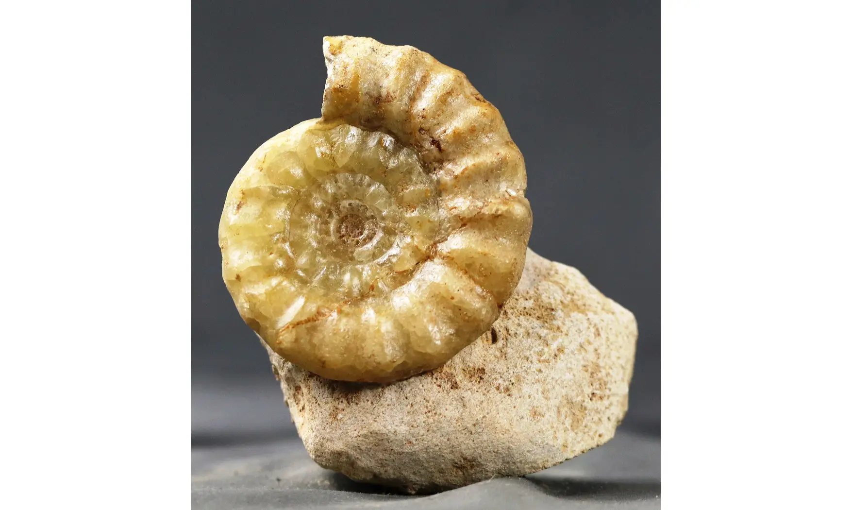 Acanthopleuroceras maugenesti