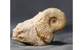 Grammoceras Fallociosum