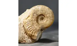 Grammoceras Fallociosum