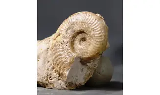 Grammoceras Fallociosum