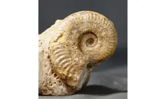 Grammoceras Fallociosum