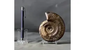 Hildoceras bifrons