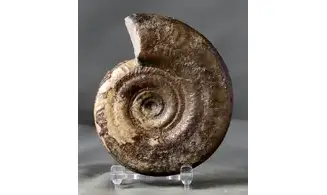 Hildoceras bifrons
