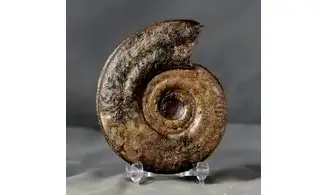 Hildoceras bifrons