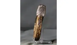 Hildoceras bifrons