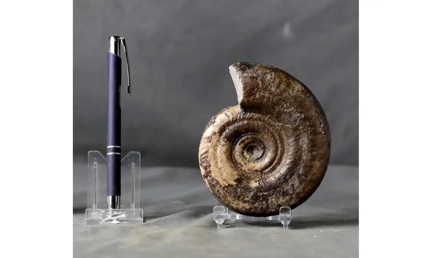 Hildoceras bifrons