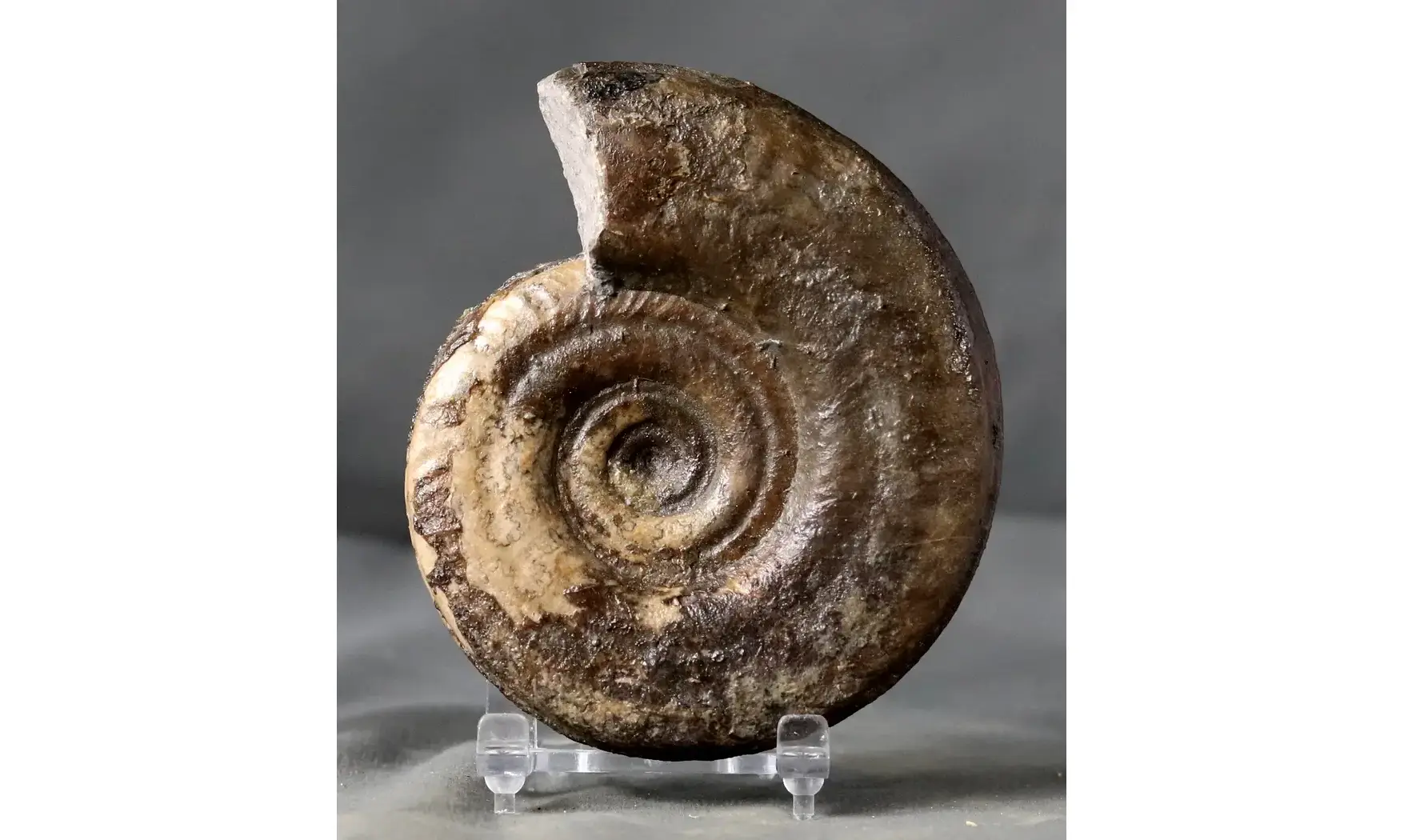 Hildoceras bifrons