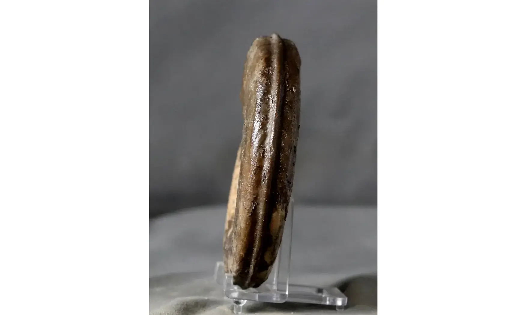 Hildoceras bifrons