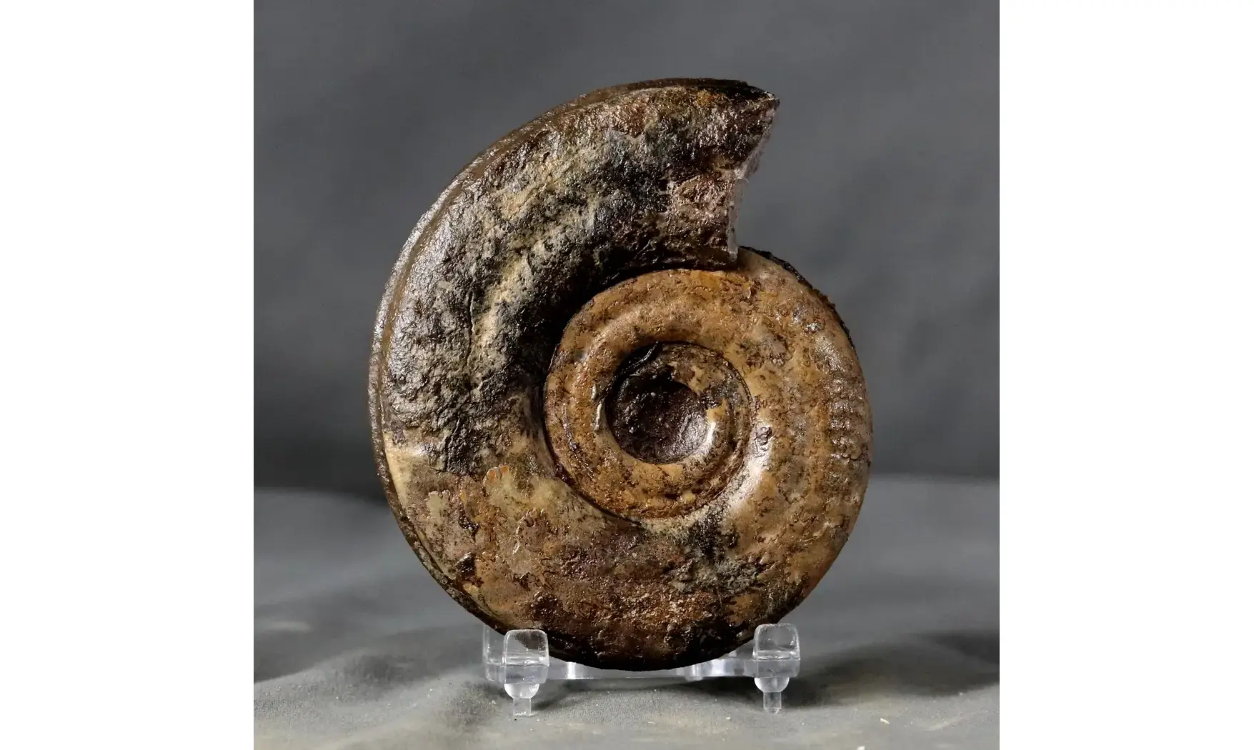 Hildoceras bifrons
