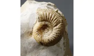 Subgrossouvria Famula