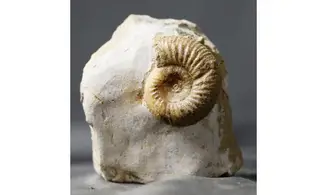 Subgrossouvria Famula