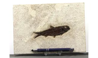 Knightia Eocaena