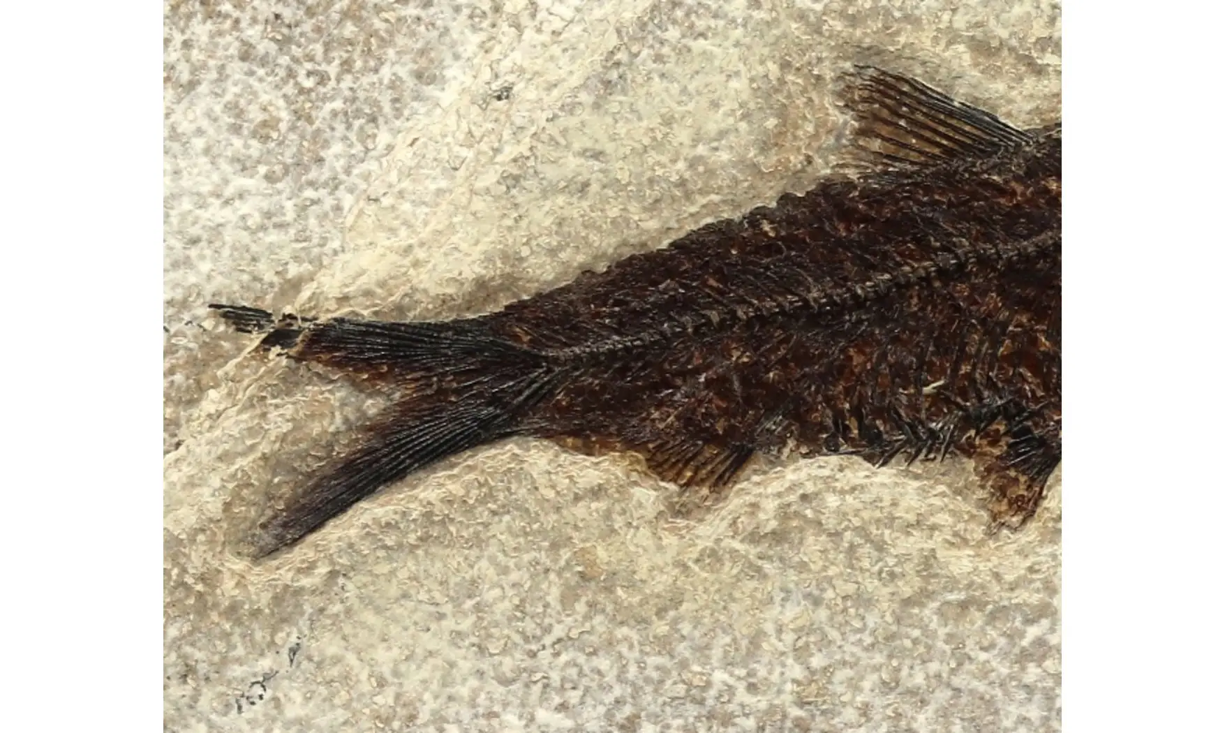 Knightia Eocaena