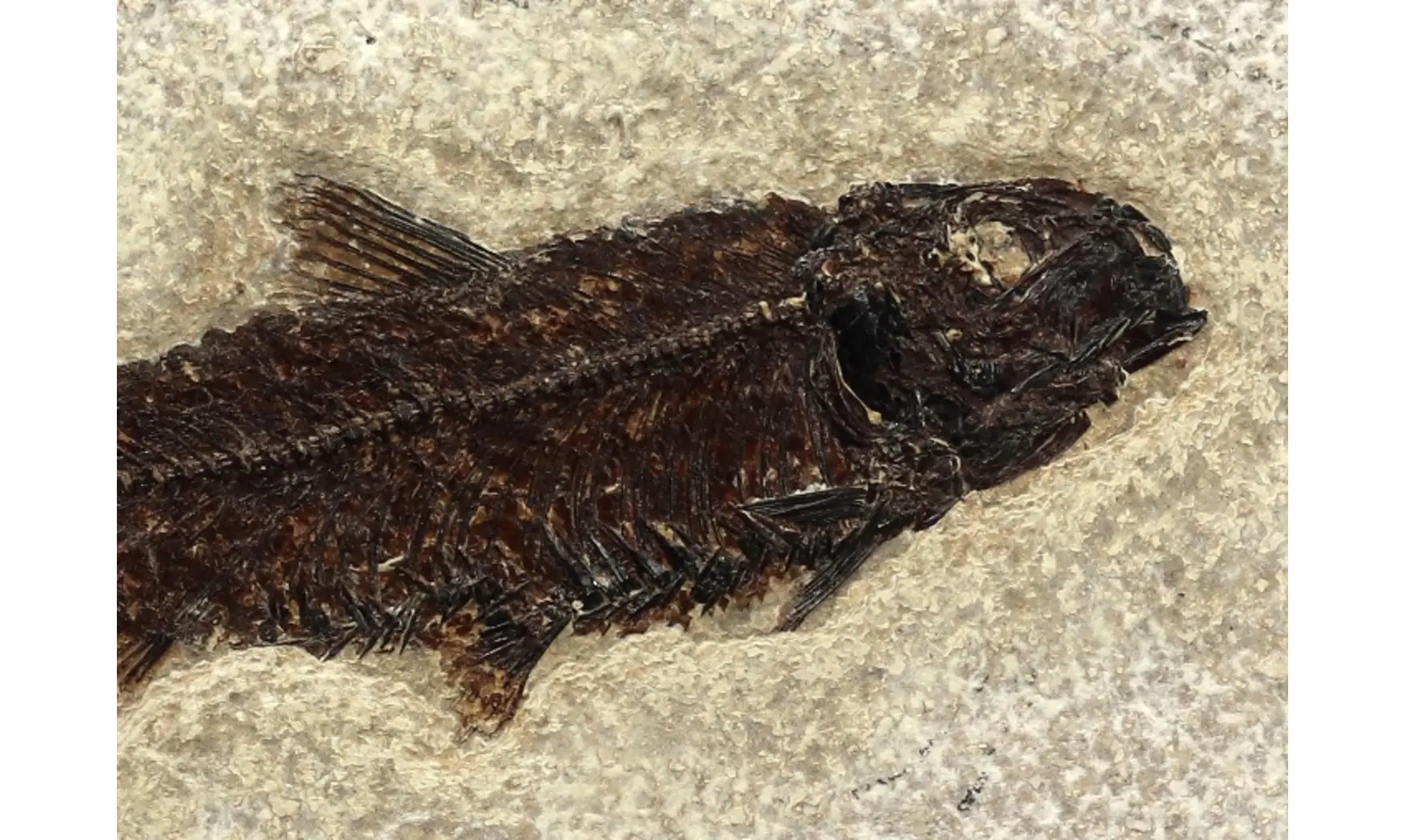 Knightia Eocaena