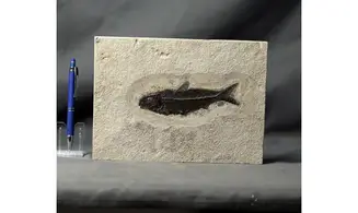 Knightia Eocaena