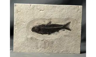 Knightia Eocaena