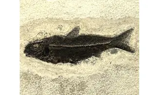 Knightia Eocaena