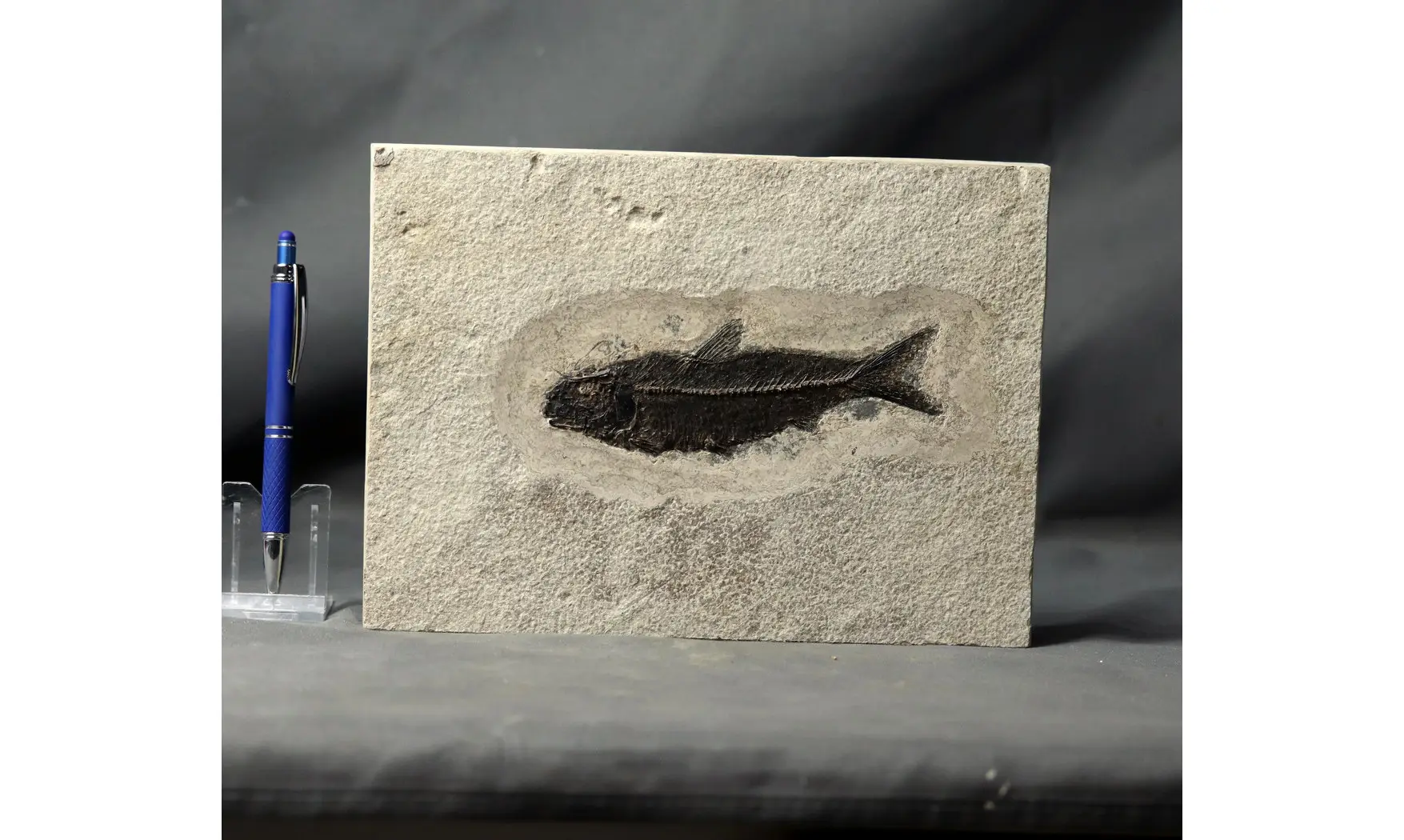 Knightia Eocaena