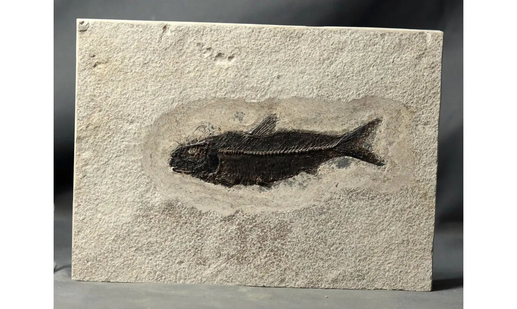 Knightia Eocaena