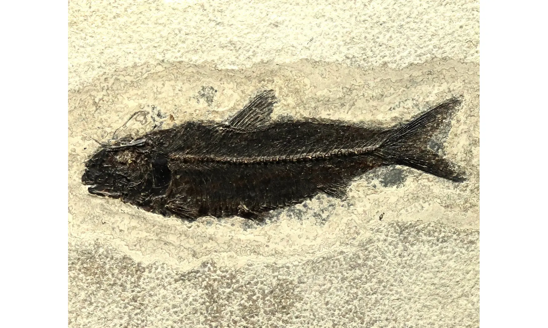 Knightia Eocaena