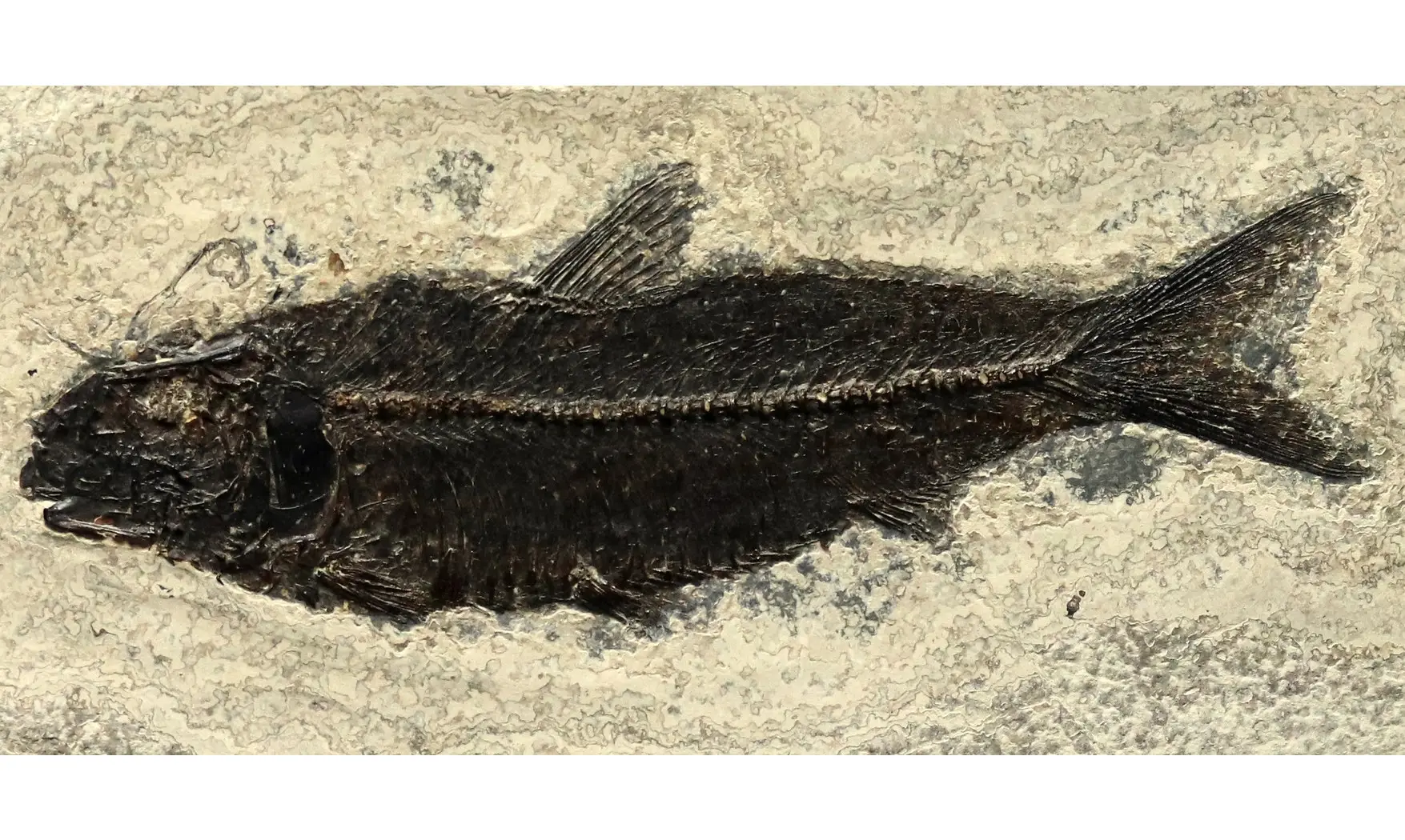 Knightia Eocaena