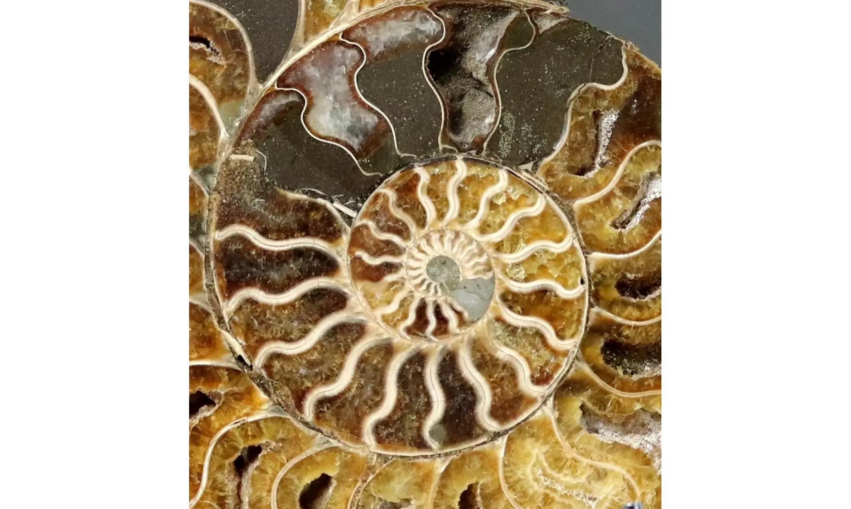Aioloceras besairie