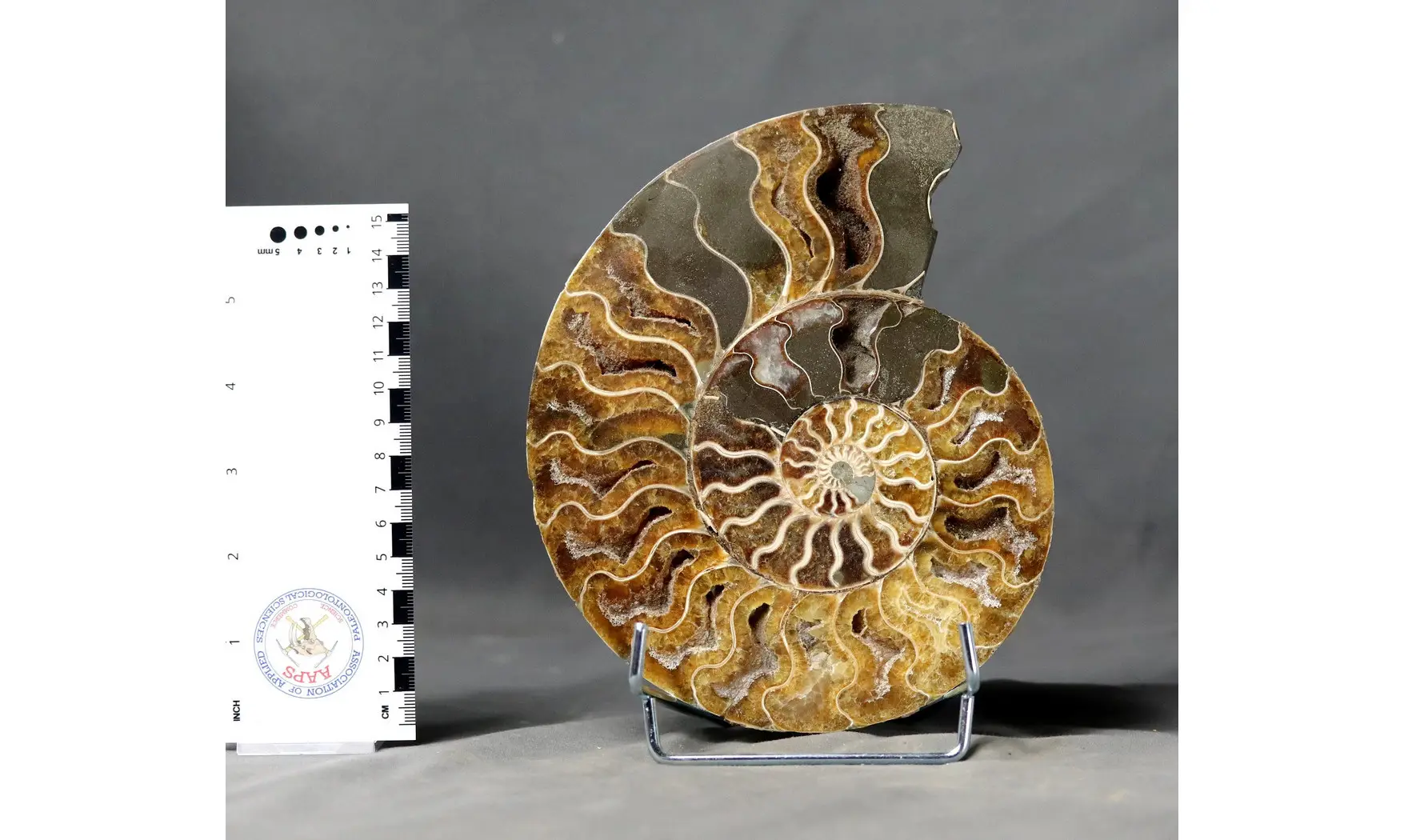 Aioloceras besairie