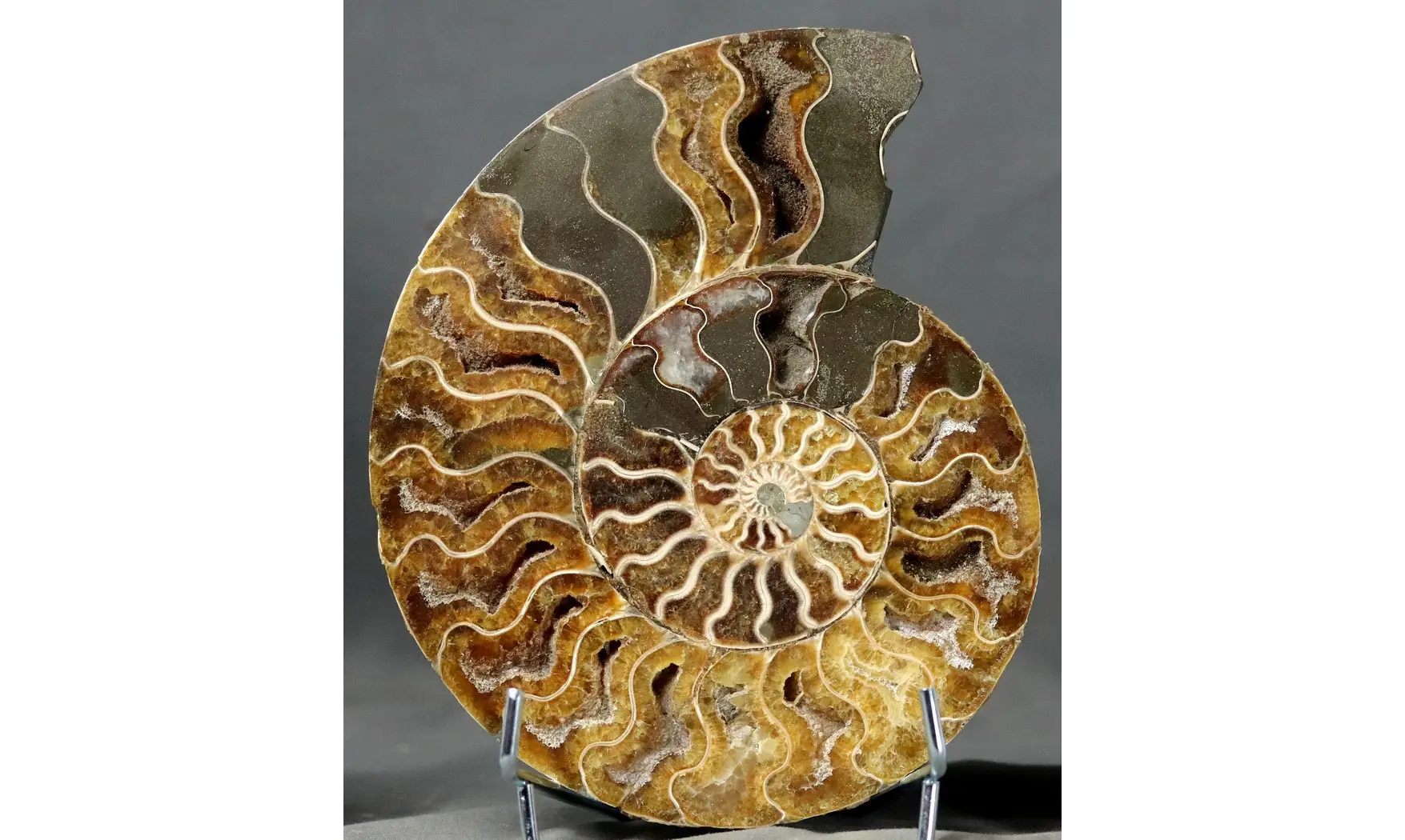 Aioloceras besairie