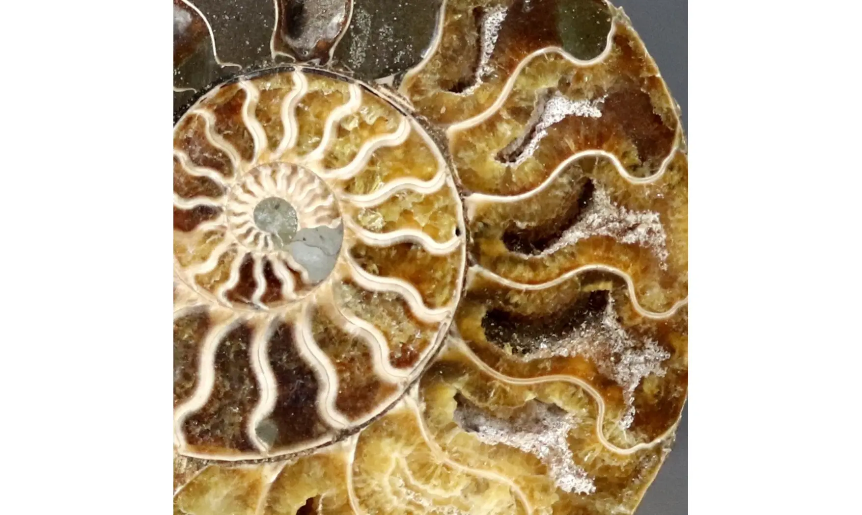 Aioloceras besairie