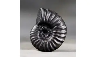 Dufrenoya furcata