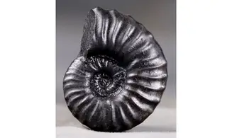 Dufrenoya furcata