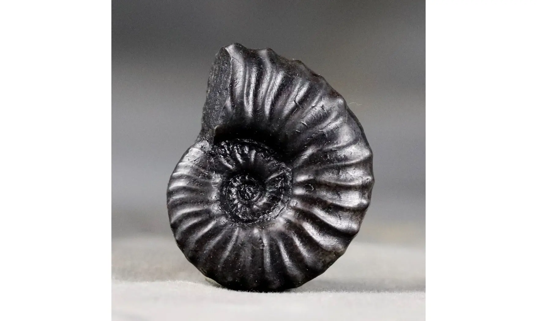 Dufrenoya furcata