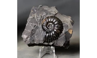 Dufrenoya furcata